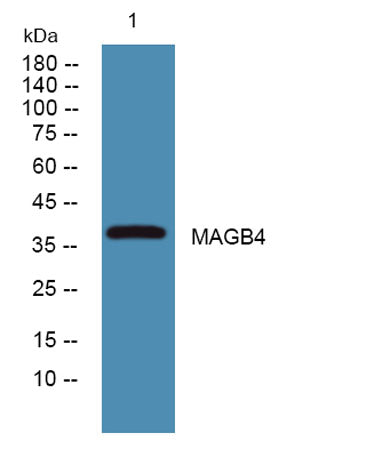 MAGB4 rabbit pAb