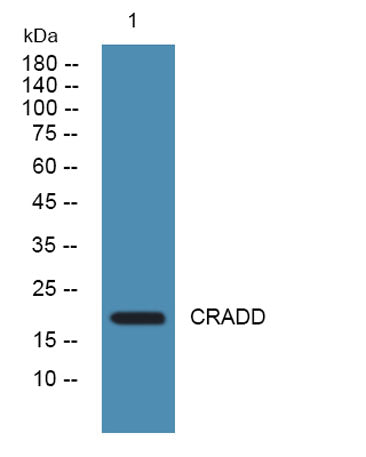 CRADD rabbit pAb