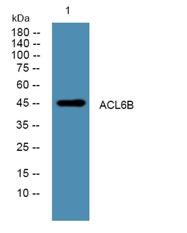 ACL6B rabbit pAb