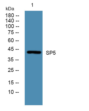 SP5 rabbit pAb