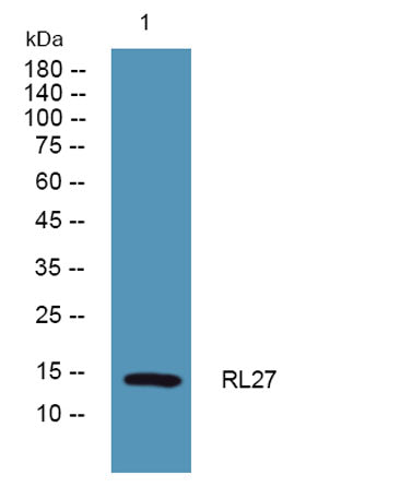 RL27 rabbit pAb