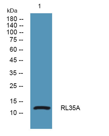 RL35A rabbit pAb