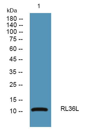 RL36L rabbit pAb