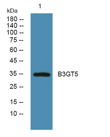 B3GT5 rabbit pAb