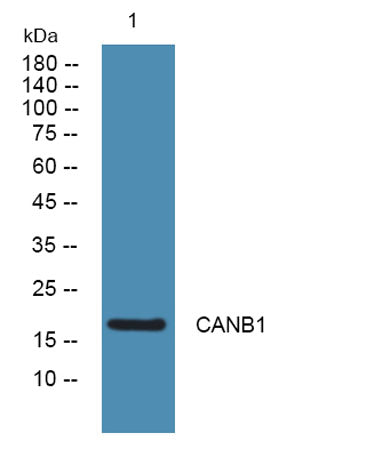 CANB1 rabbit pAb