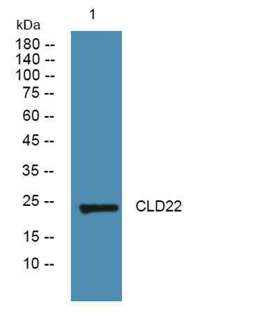 CLD22 rabbit pAb