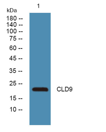 CLD9 rabbit pAb