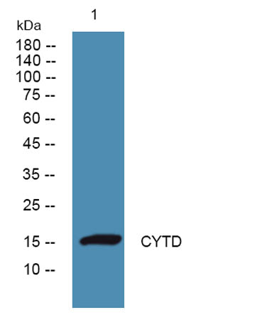 CYTD rabbit pAb