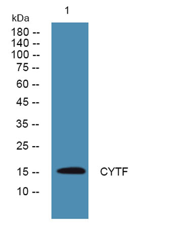 CYTF rabbit pAb