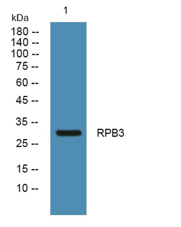RPB3 rabbit pAb