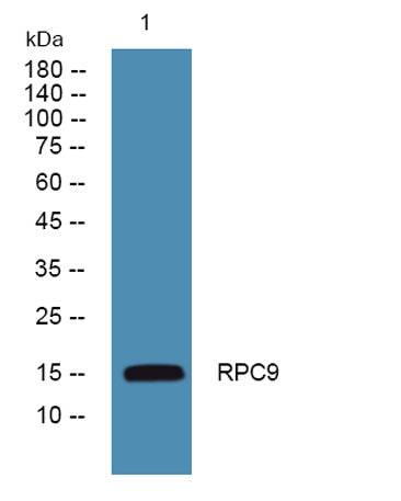 RPC9 rabbit pAb