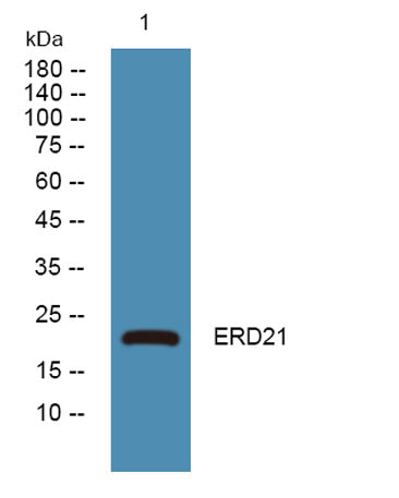 ERD21 rabbit pAb
