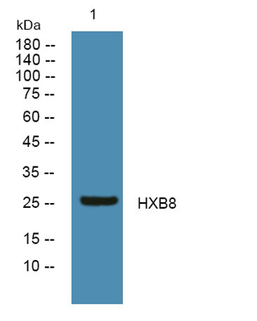 HXB8 rabbit pAb