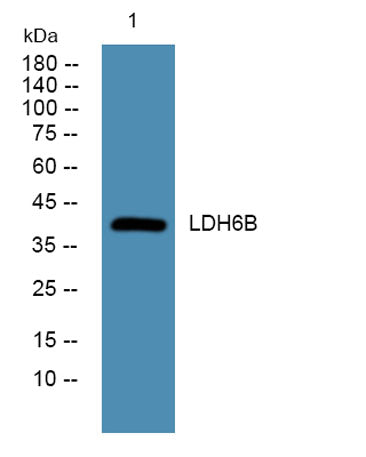 LDH6B rabbit pAb
