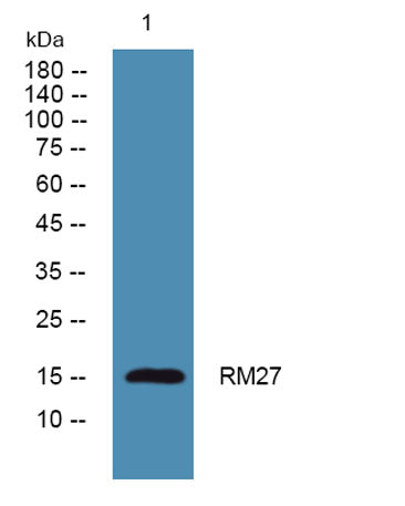 RM27 rabbit pAb
