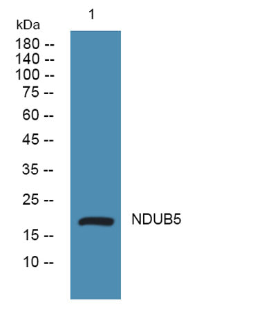 NDUB5 rabbit pAb