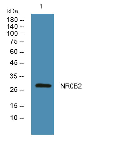 NR0B2 rabbit pAb