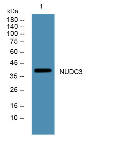NUDC3 rabbit pAb