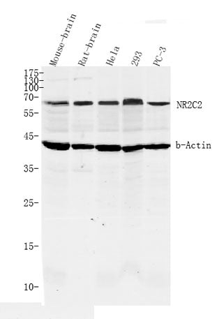 NR2C2 rabbit pAb