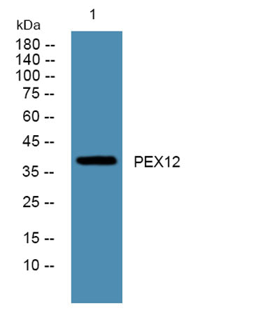 PEX12 rabbit pAb