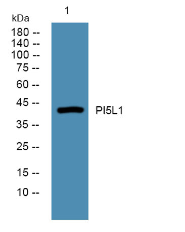 PI5L1 rabbit pAb
