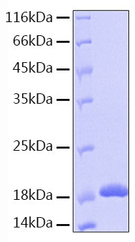 Recombinant Human IL-36 beta/IL-1F8 Protein