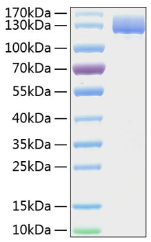 Recombinant Human Aminopeptidase N/CD13 Protein