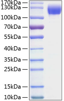 Recombinant Mouse ICAM-1/CD54 Protein