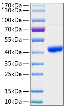 Recombinant Human ICOS/CD278 Protein