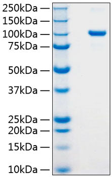 Recombinant Human Argonaute-2 Protein
