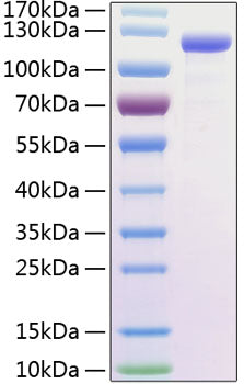 Recombinant Human FLT-1/VEGFR-1 Protein