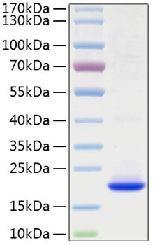 Recombinant Human FGF-10 Protein