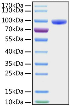 Recombinant Human CD177 Protein