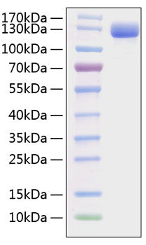 Recombinant Mouse VCAM-1/CD106 Protein