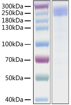 Recombinant SARS-CoV Spike S1+S2 ECD(S-ECD) Protein