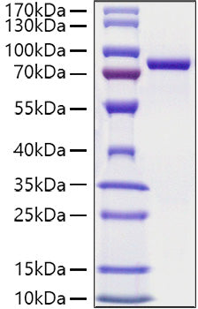 Recombinant Mouse Transferrin/TF Protein