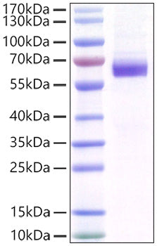 Recombinant Mouse MFG-E8 Protein