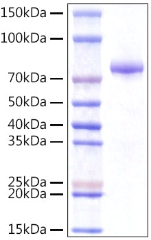 Recombinant Human VWA9/INTS14 Protein