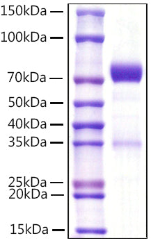 Recombinant Mouse NCR1/CD335 Protein