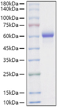 Recombinant Mouse Asparaginyl endopeptidase/Legumain Protein