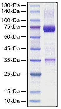 Recombinant Human Wnt-3a Surrogate Protein