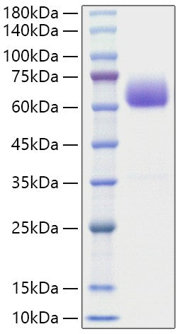 Recombinant Mouse BTLA Protein