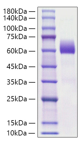 Recombinant Mouse CCL2/MCP-1 Protein