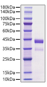Recombinant Human CXCL12/SDF-1 Protein