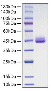 Recombinant Human CD9 Protein