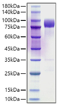 Recombinant Rat CD55 Protein
