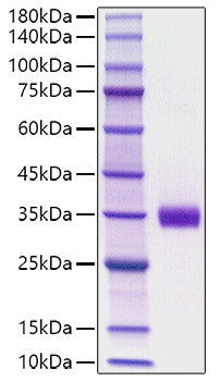 Recombinant Mouse Angiopoietin-2/ANG-2/ANGPT2 Protein