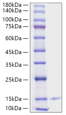 Recombinant Human PF-4/CXCL4/SCYB4 Protein