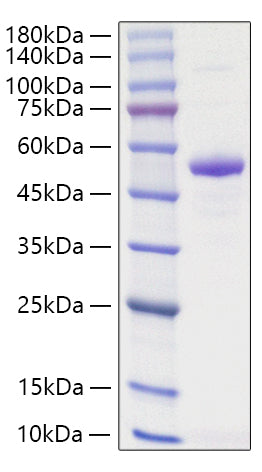 Recombinant Human TNFSF13/APRIL/CD256 Protein