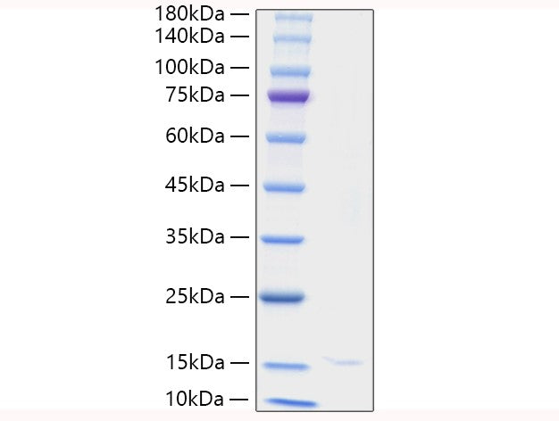 Recombinant Human Activin A/INHBA Protein